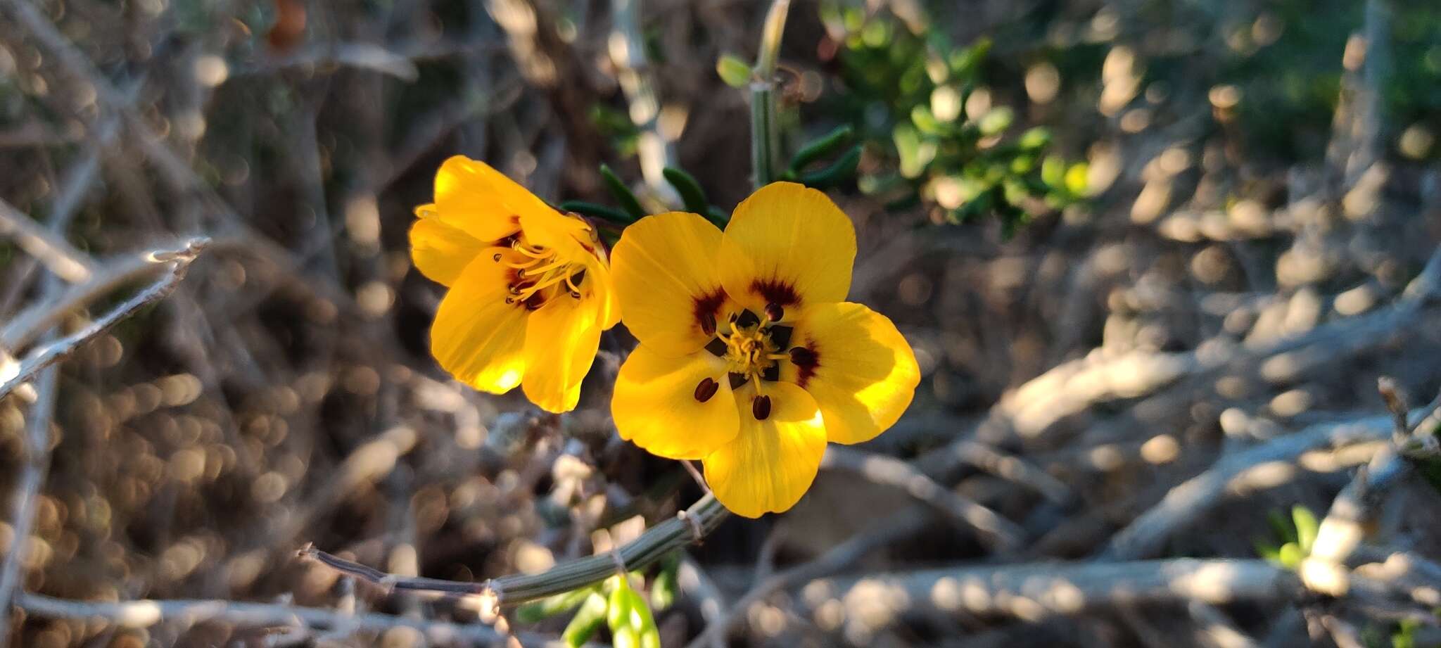 Image of Roepera maculata (Ait.) Beier & Thulin