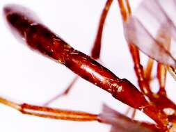 Image of Ichneumon wasp