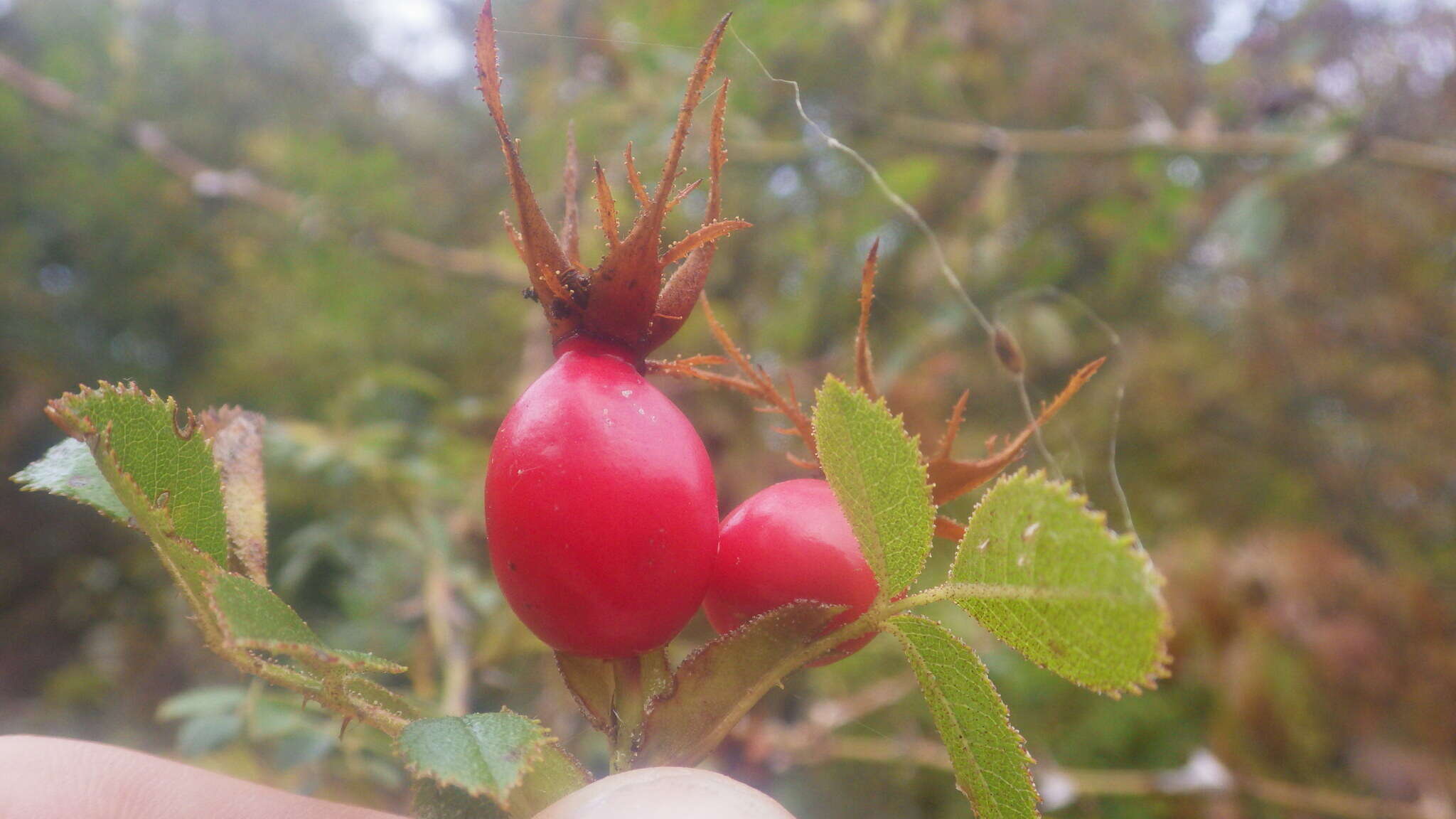 Image of Rosa inodora Fries