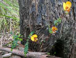 Image of Bossiaea cordigera Hook. fil.