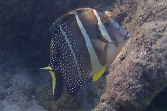 Image of Mustard Surgeonfish