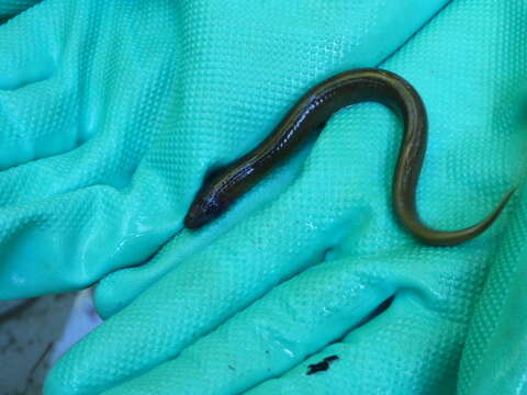 Image of Po brook lamprey