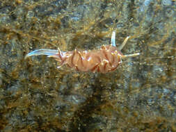 Image of Amphorina linensis (Garcia-Gomez, Cervera & Garcia 1990)