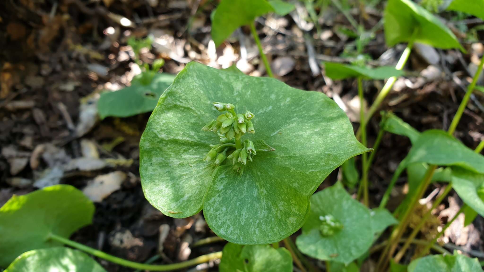 Image de Claytonia perfoliata subsp. mexicana (Rydb.) J. M. Miller & K. L. Chambers