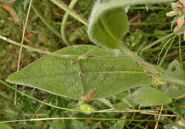 Image of Pentanema oculus-christi (L.) D. Gut. Larr., Santos-Vicente, Anderb., E. Rico & M. M. Mart. Ort.