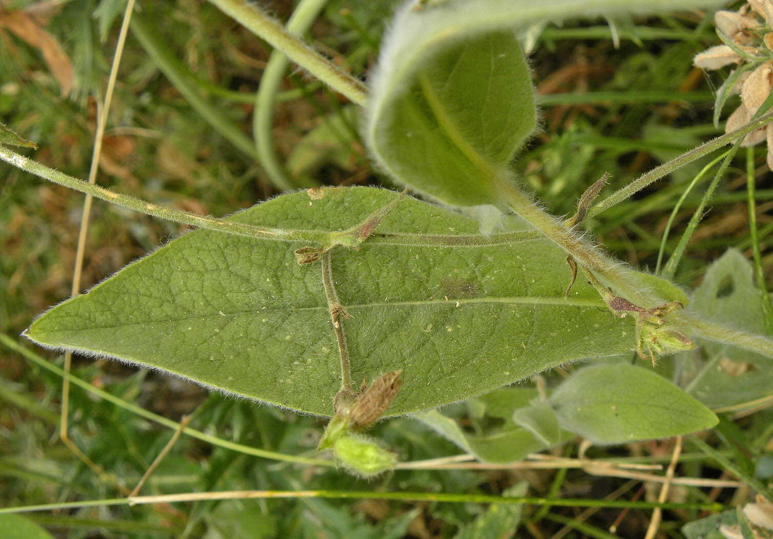 Plancia ëd Pentanema oculus-christi (L.) D. Gut. Larr., Santos-Vicente, Anderb., E. Rico & M. M. Mart. Ort.