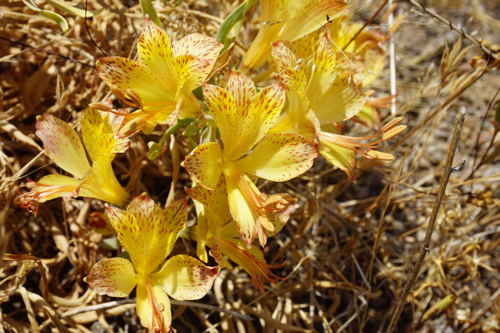 Image of Alstroemeria achirae Muñoz-Schick & Brinck