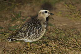 Imagem de Charadrius morinellus Linnaeus 1758