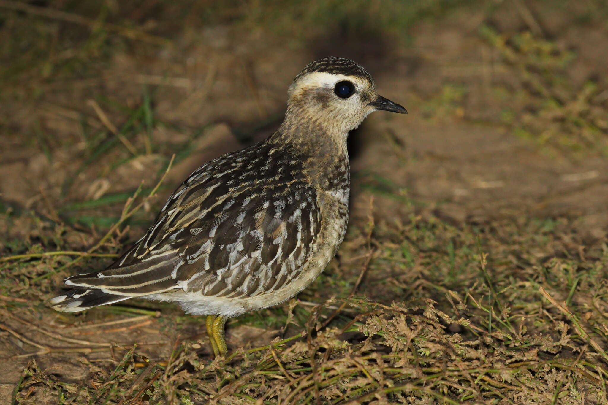 Imagem de Charadrius morinellus Linnaeus 1758