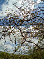 Image of Sebastiania macrocarpa Müll. Arg.