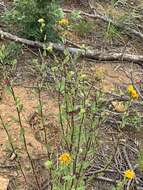 Image of rough gumweed