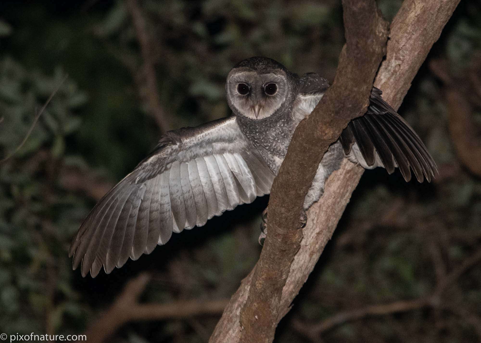 Plancia ëd Tyto tenebricosa tenebricosa (Gould 1845)