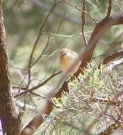 Слика од Gerygone fusca (Gould 1838)