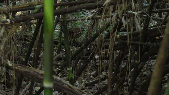 Image of Rufous-tailed Antthrush