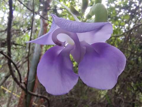 Image of Condylostylis