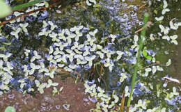 Image of valdivia duckweed