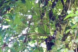 Image of Red-throated Barbet