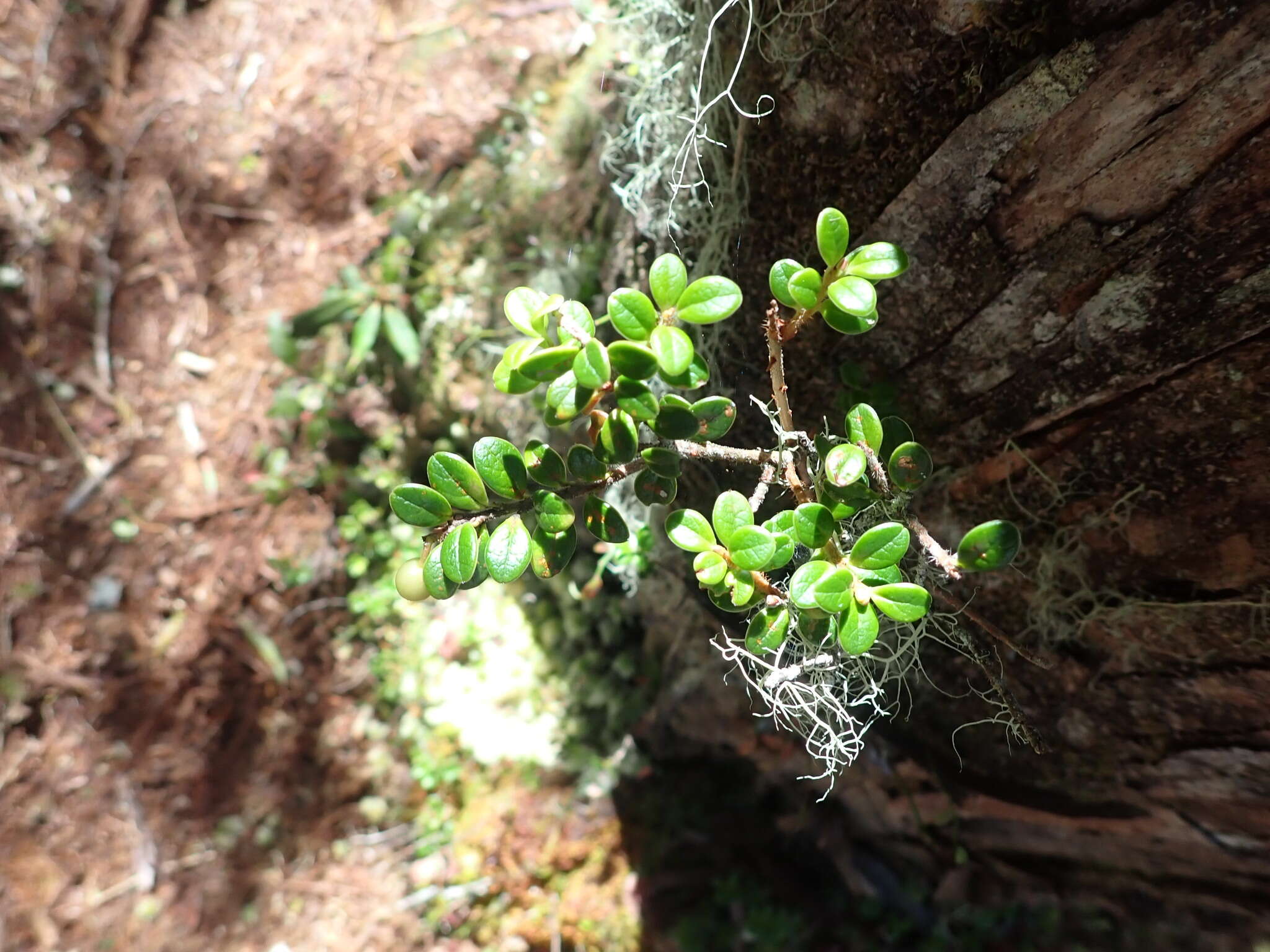 Image of Vaccinium delavayi subsp. merrillianum (Hayata) R. C. Fang
