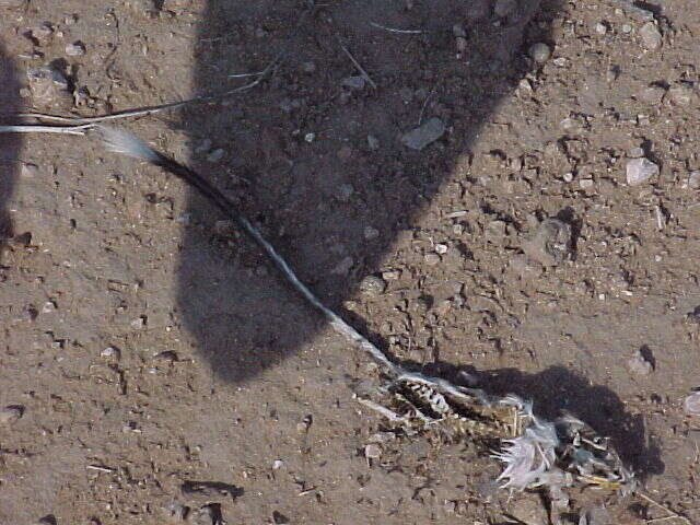 Image of banner-tailed kangaroo rat