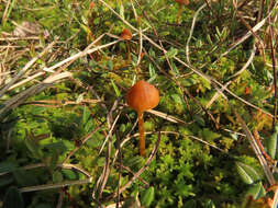 Plancia ëd Galerina paludosa (Fr.) Kühner 1935