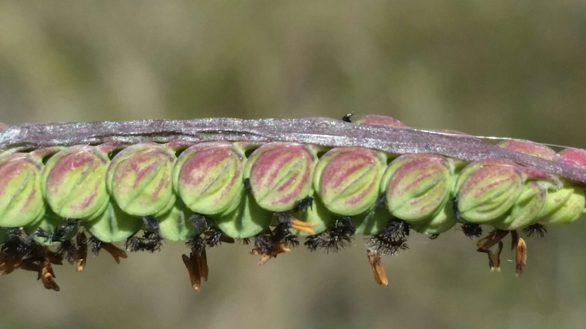 Image of Early Crown Grass