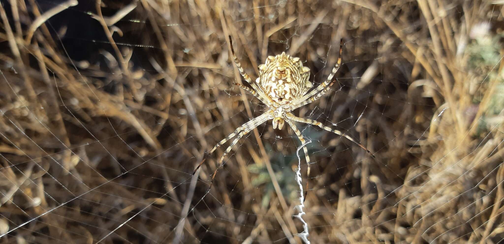 Image of Argiope lobata (Pallas 1772)