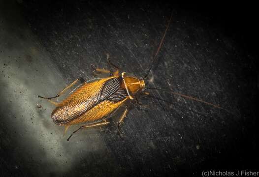 Image of Ellipsidion bicolor (Tepper 1895)