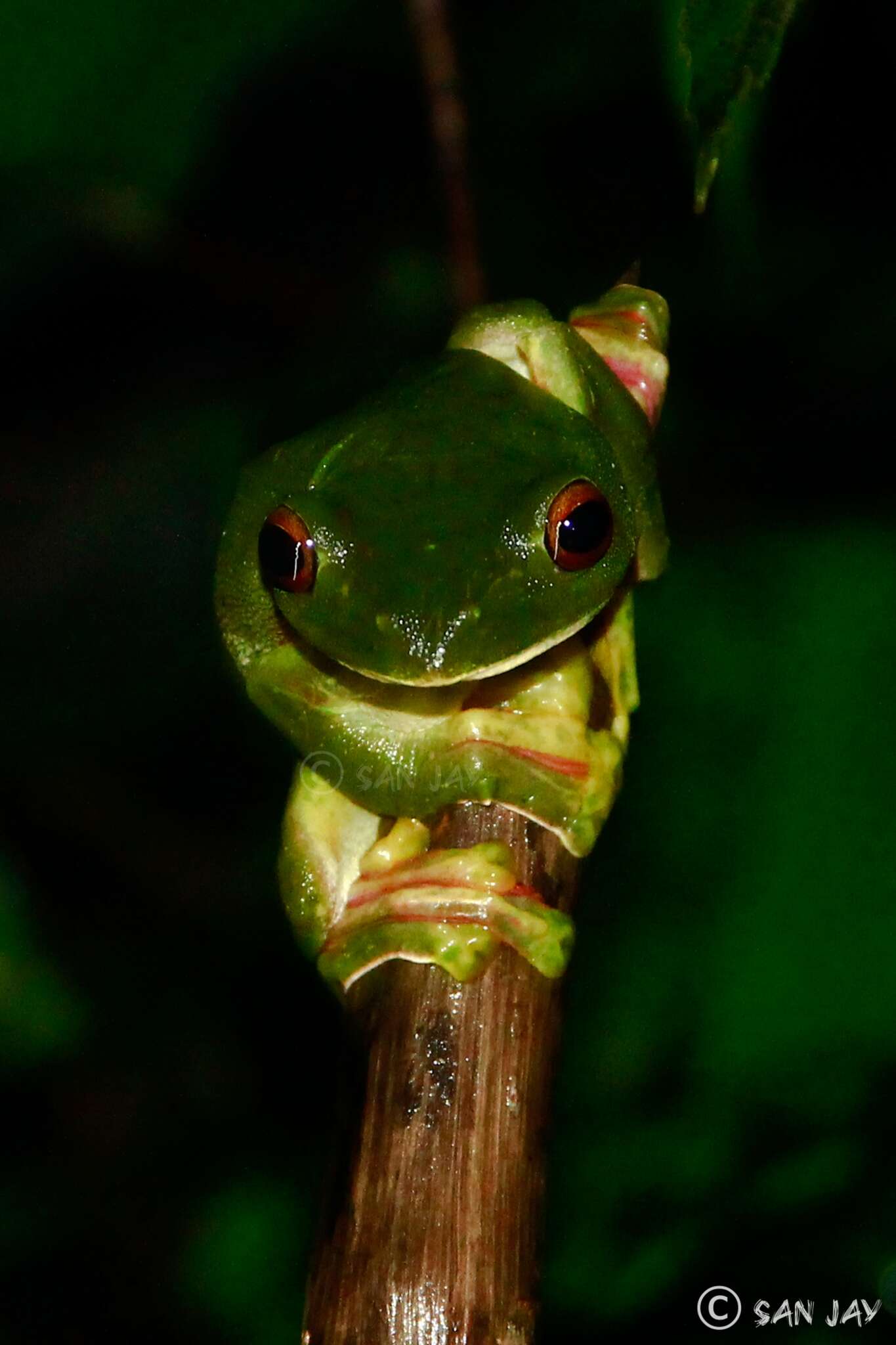 Image of Malabar Gliding Frog