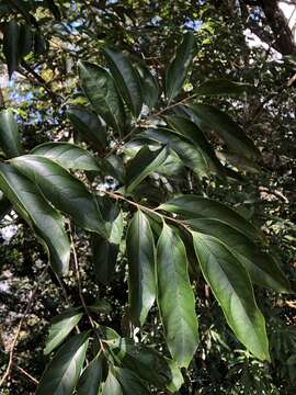 Image of Diospyros morrisiana Hance ex Walp.