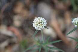 Image of Slender False Buttonweed