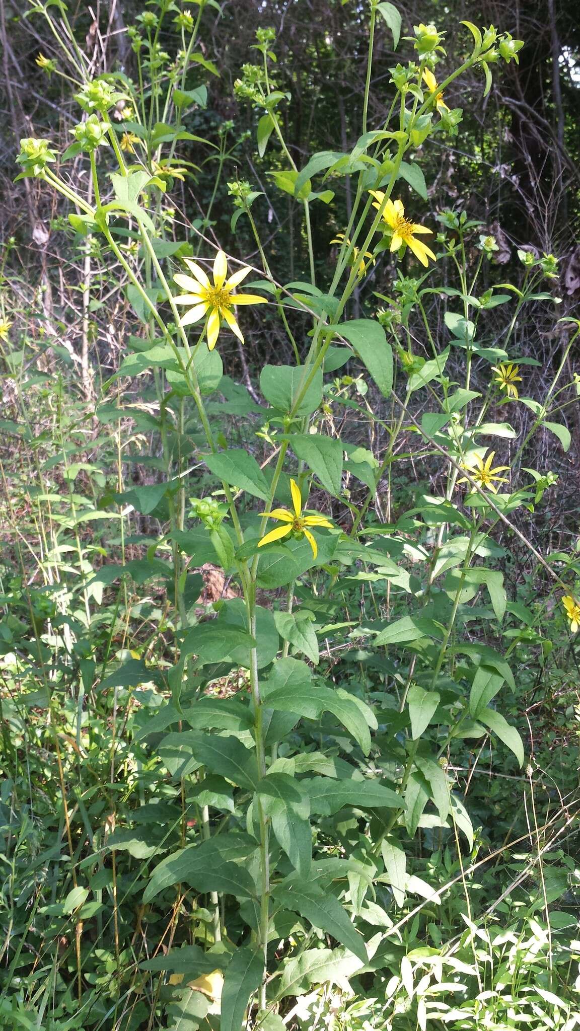 Image of starry rosinweed