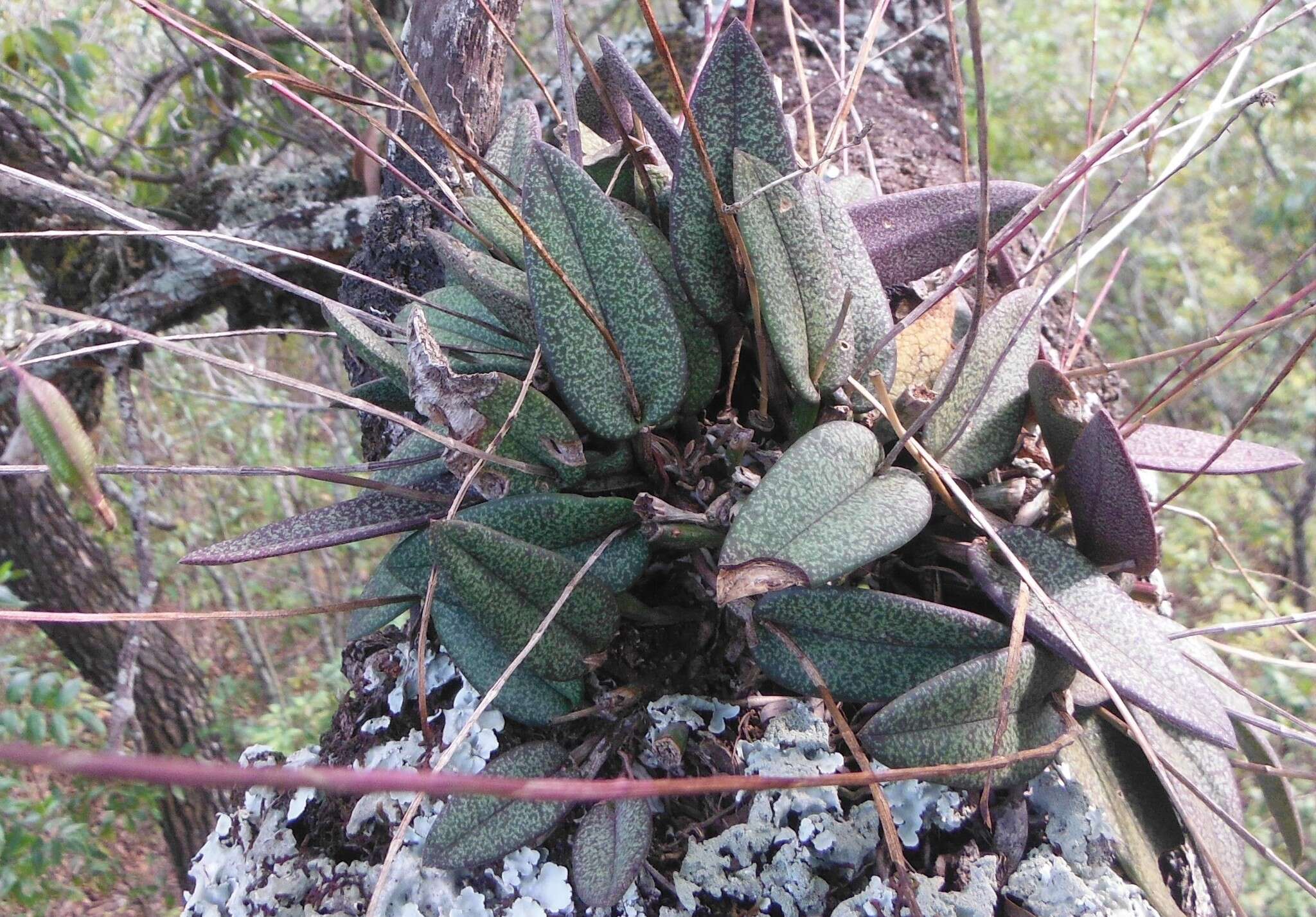 Image of Domingoa purpurea (Lindl.) Van den Berg & Soto Arenas