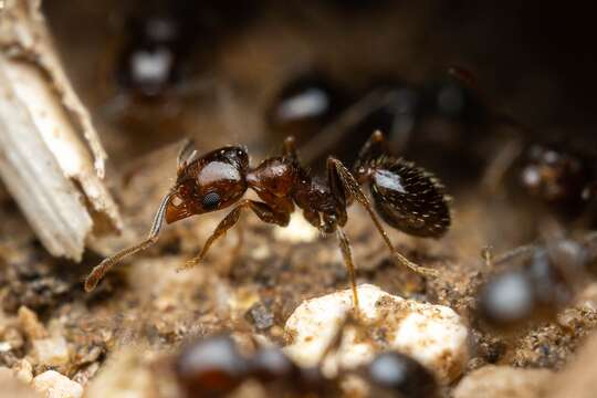 Image of Pheidole xerophila Wheeler 1908