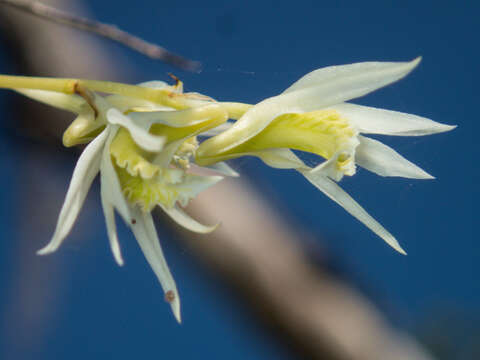 Image of Dendrobium kratense Kerr