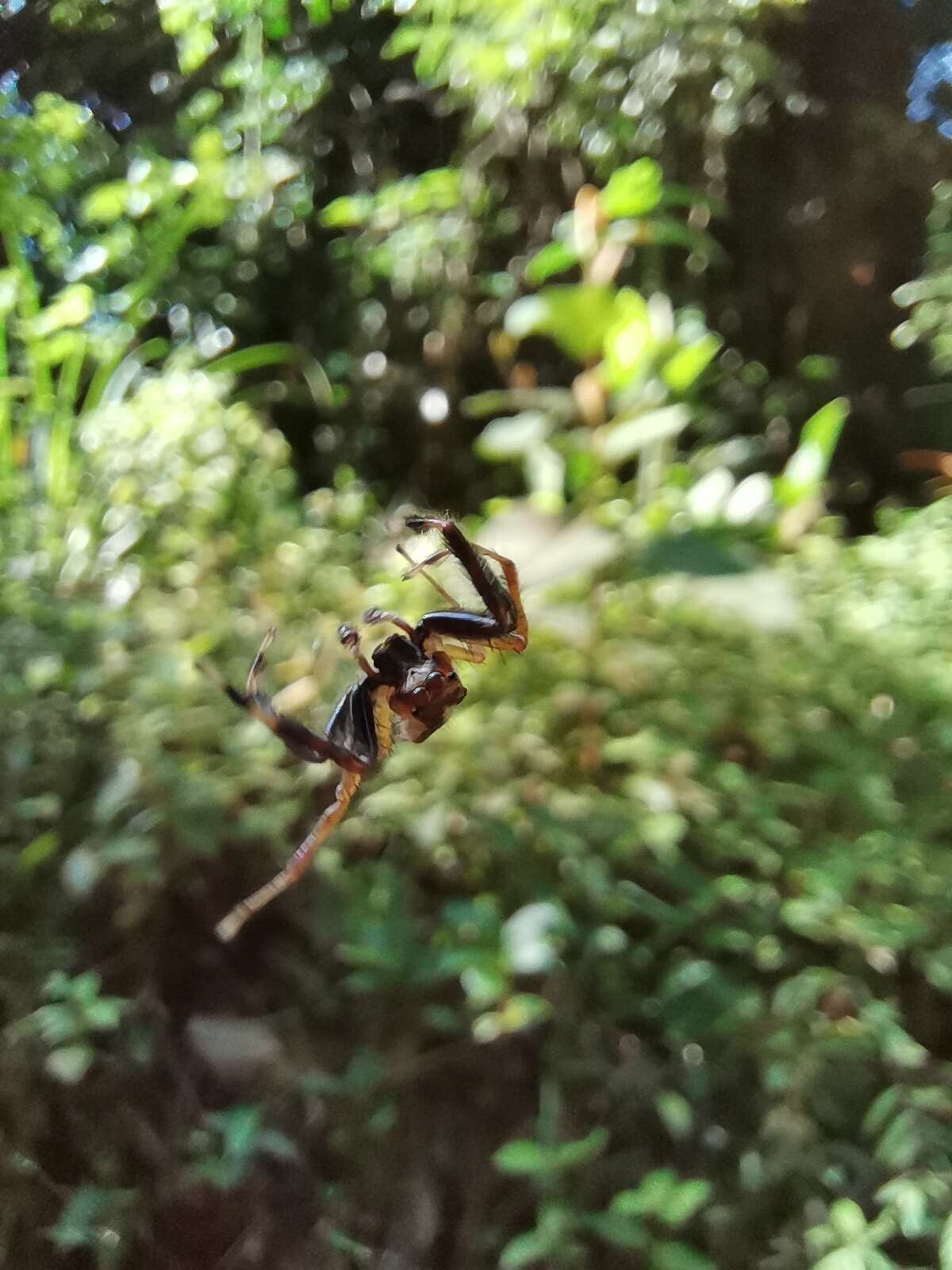 Image of Jumping spider