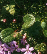 Plancia ëd Thalictrum alpinum L.