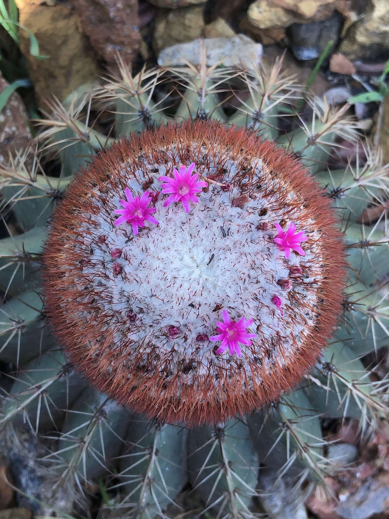 Melocactus andinus subsp. hernandezii (Fern. Alonso & Xhonneux) N. P. Taylor resmi