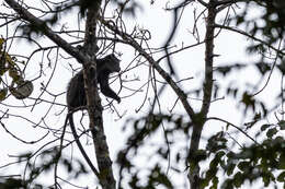 Image of Greater Spot-nosed Guenon