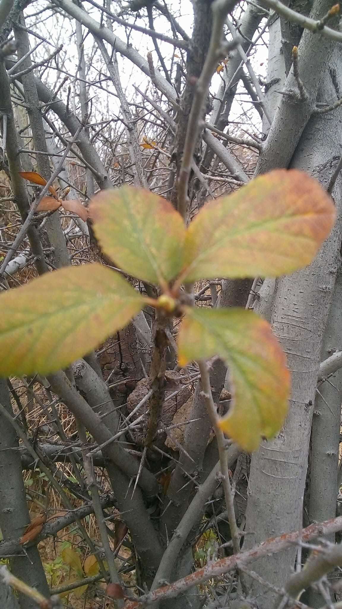 Imagem de Crataegus mexicana Moc. & Sesse ex DC.