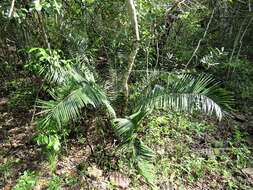 Слика од Encephalartos umbeluziensis R. A. Dyer