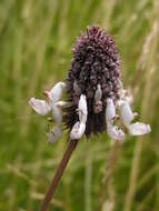 Image of <i>Coleus kirkii</i>