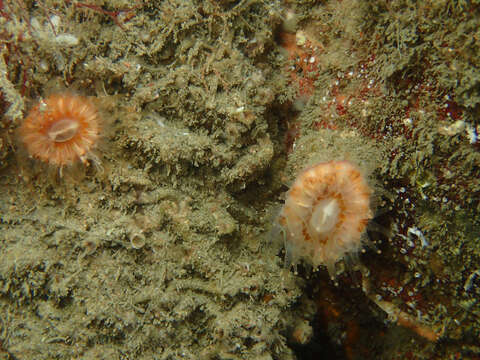 Image of Caryophyllia subgen. Caryophyllia Lamarck 1801