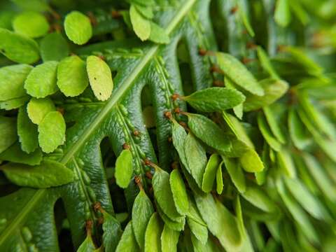 Image of Woodwardia prolifera Hook. & Arn.