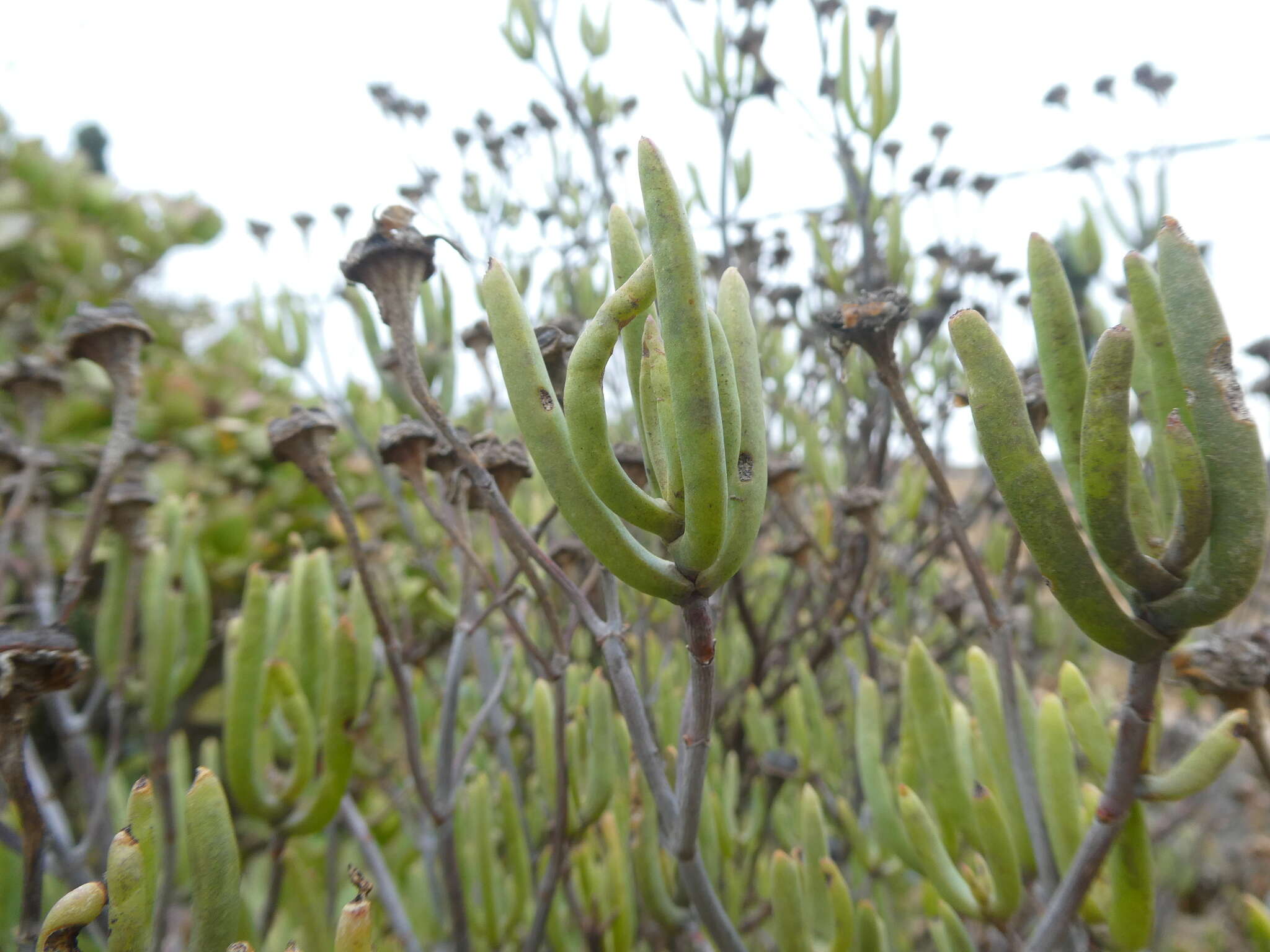 Image of Lampranthus stipulaceus (L.) N. E. Br.