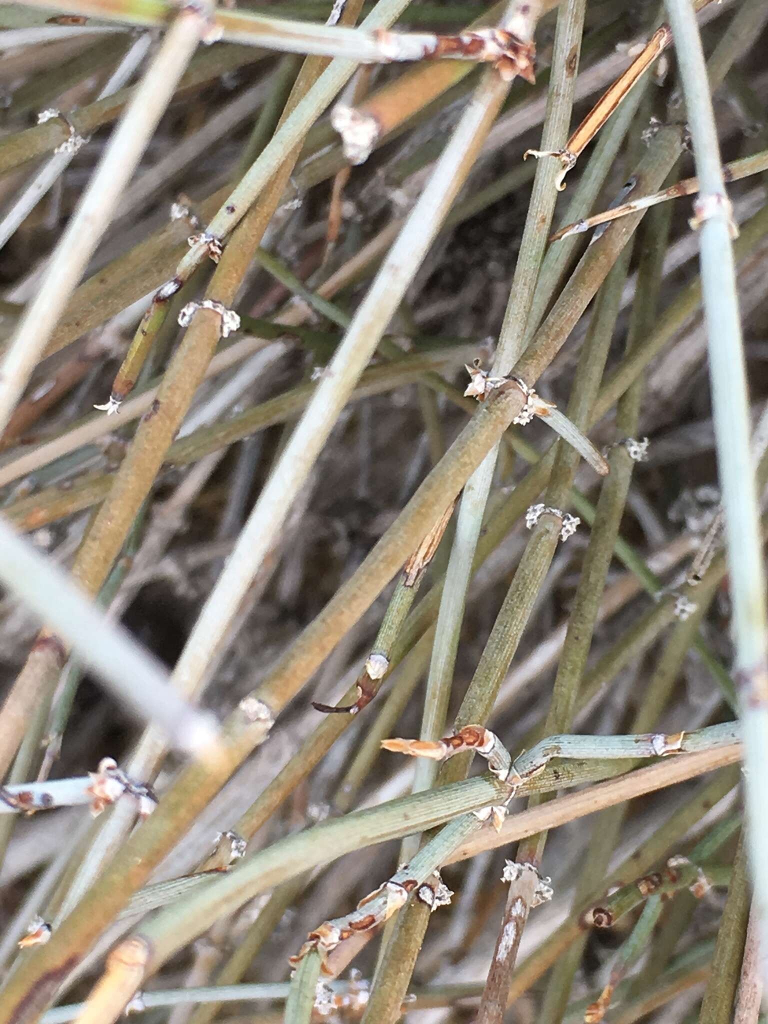 Image of Boundary Ephedra