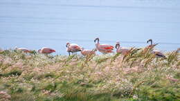 Imagem de Phoenicopterus chilensis Molina 1782