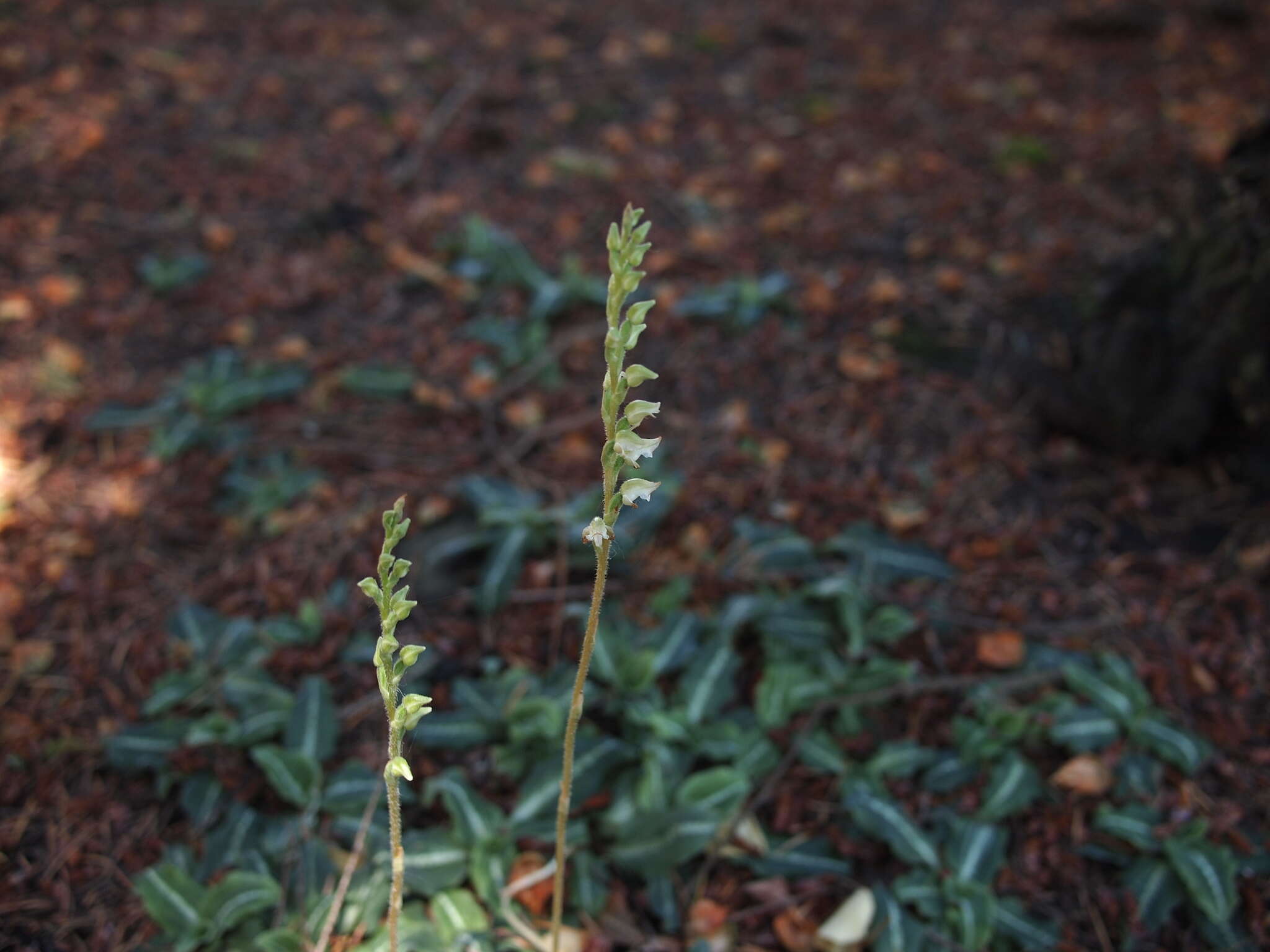 Image of Giant Rattlesnake-plantain