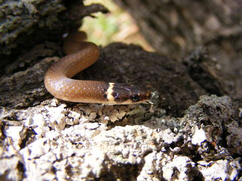 Image of Bocourt's Black-headed Snake