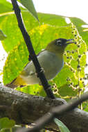 Image of Black-crowned White-eye