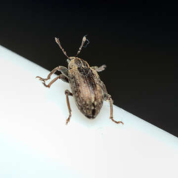 Image of Weevil